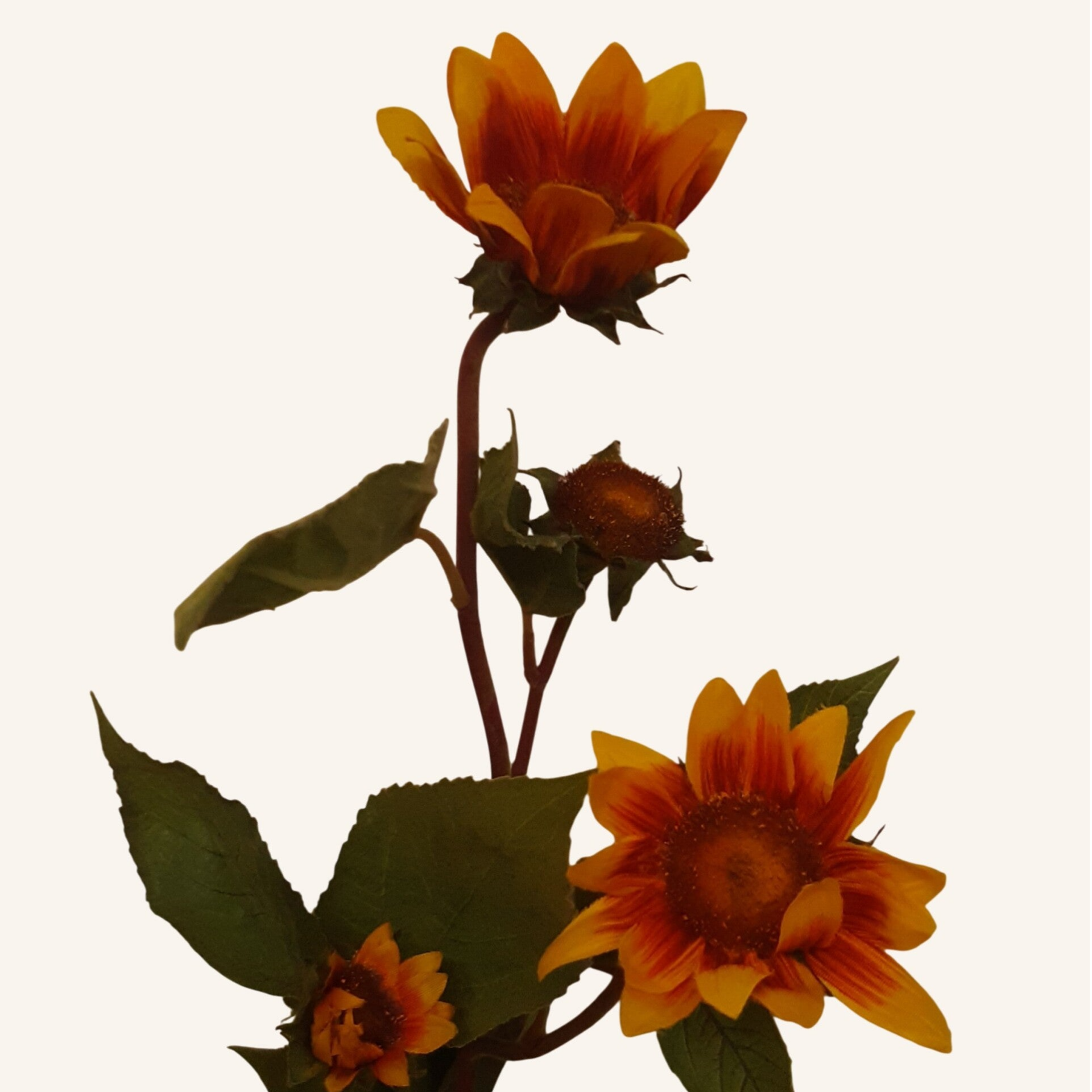 Słonecznik – gałązka, 80 cm, żółty kod: 6700