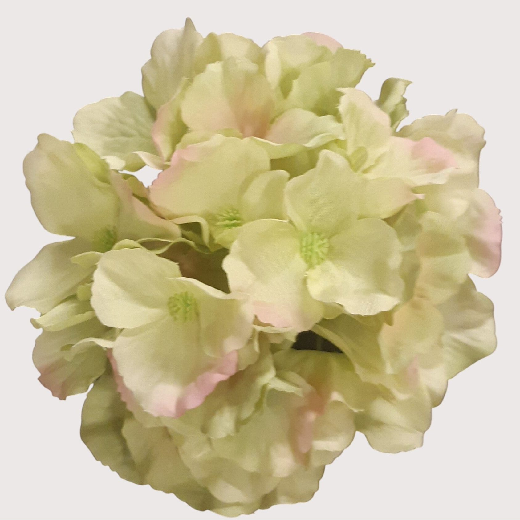 Hortensja wyrobowa, 15 cm, pistacja, kod: 644