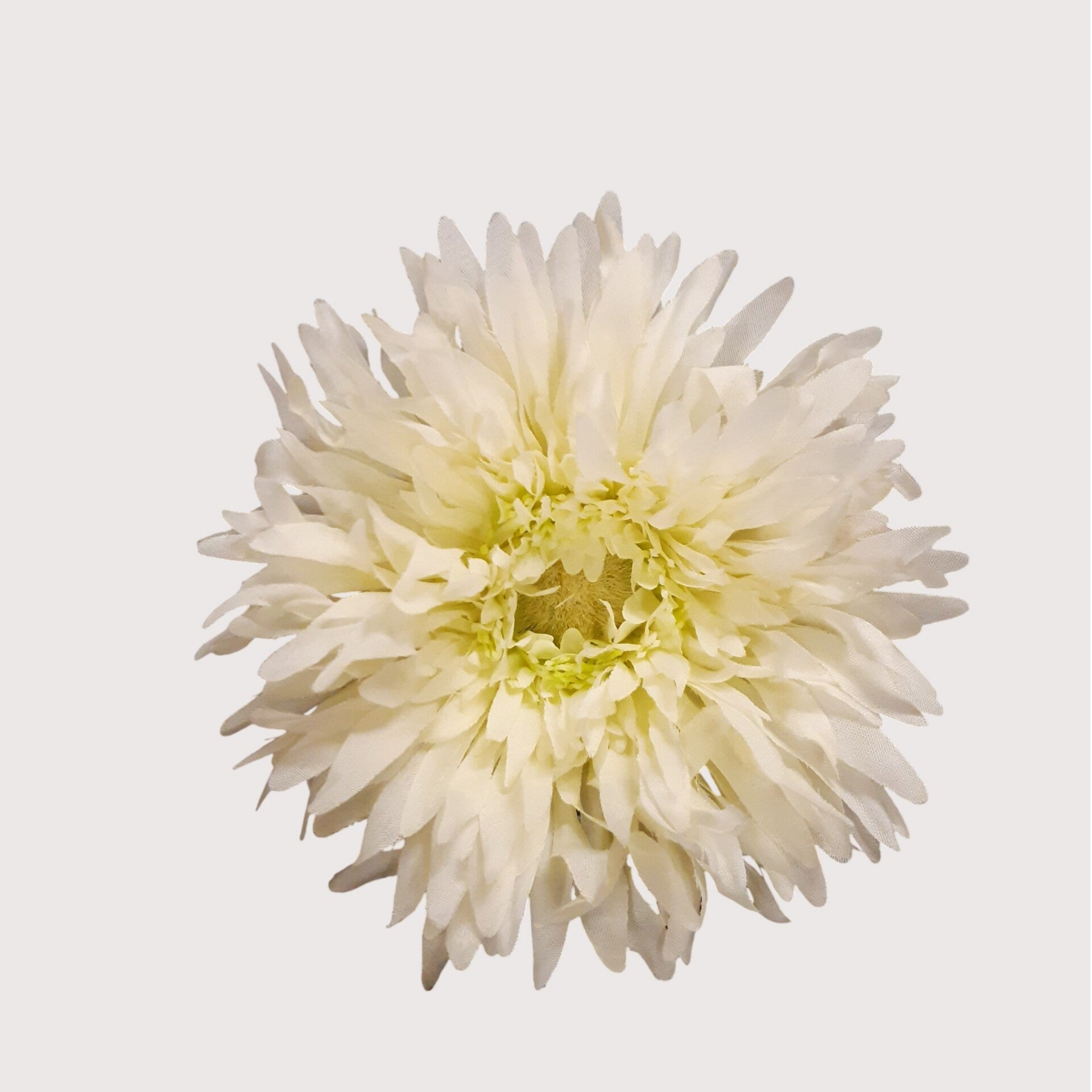 Gerbera wyrobowa, 12 cm, 24 sztuki,  kod: 1218