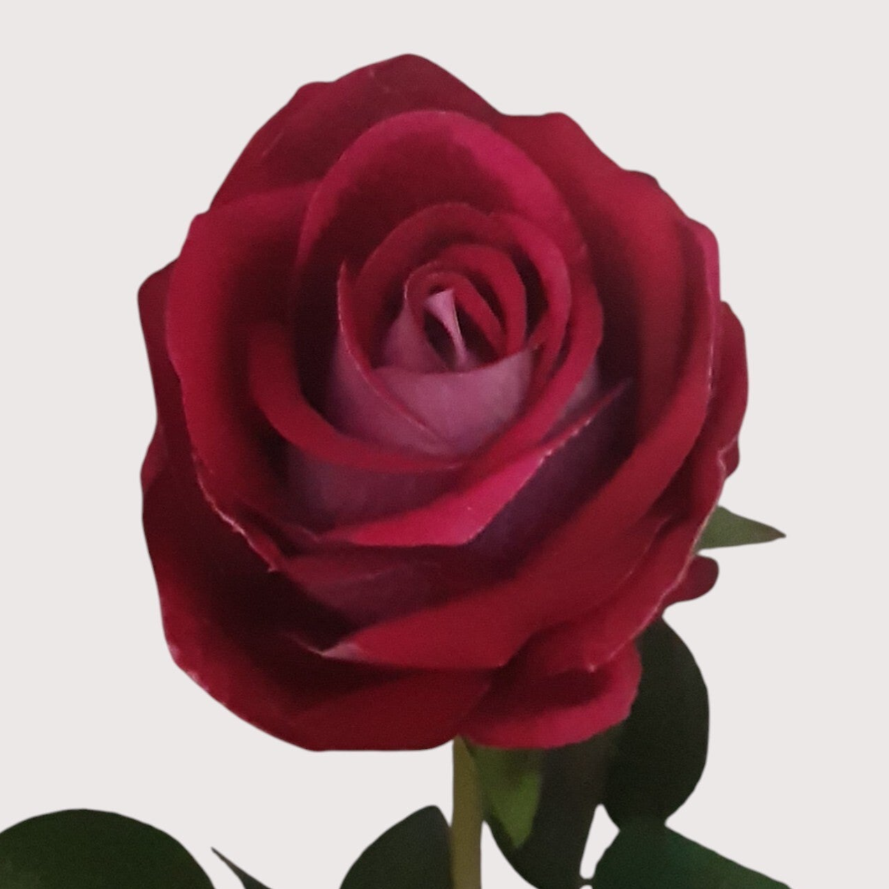 Róża welurowa, 48 cm, kod: 20584