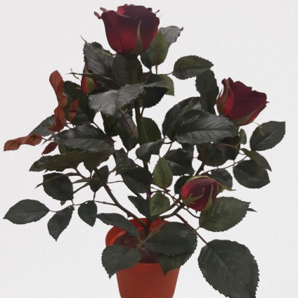 Róża Lady, 32 cm kod: 96124