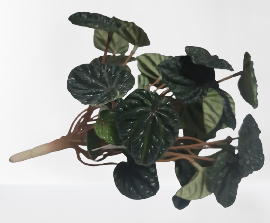 Peperomia – krzaczek dekoracyjny, 25 cm, kod: 152