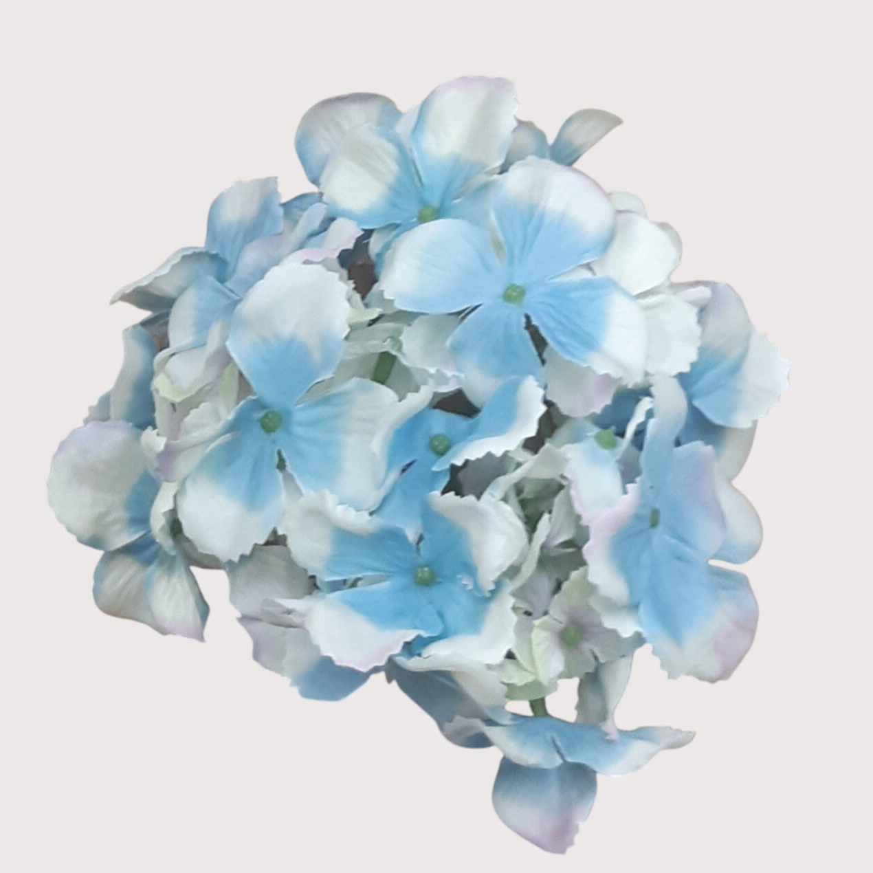 Hortensja wyrobowa, 14 cm, biało-niebieski, kod: 280