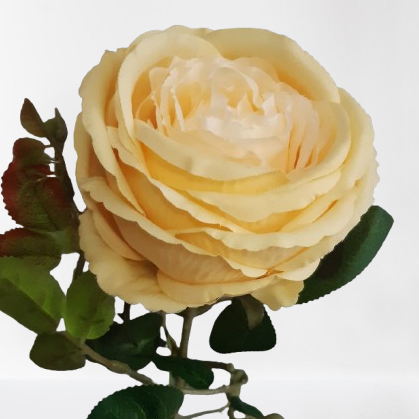 Róża Tina – 68 cm, żółty, kod: 227