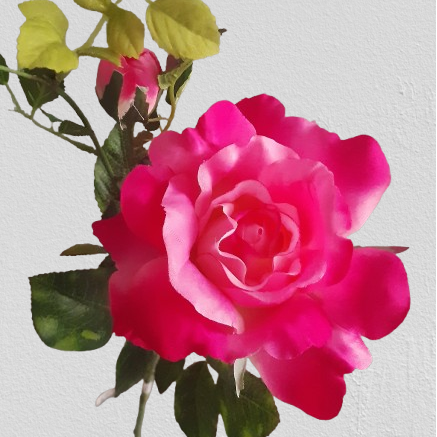 Róża ogrodowa – gałązka, 70 cm, kod: 4904