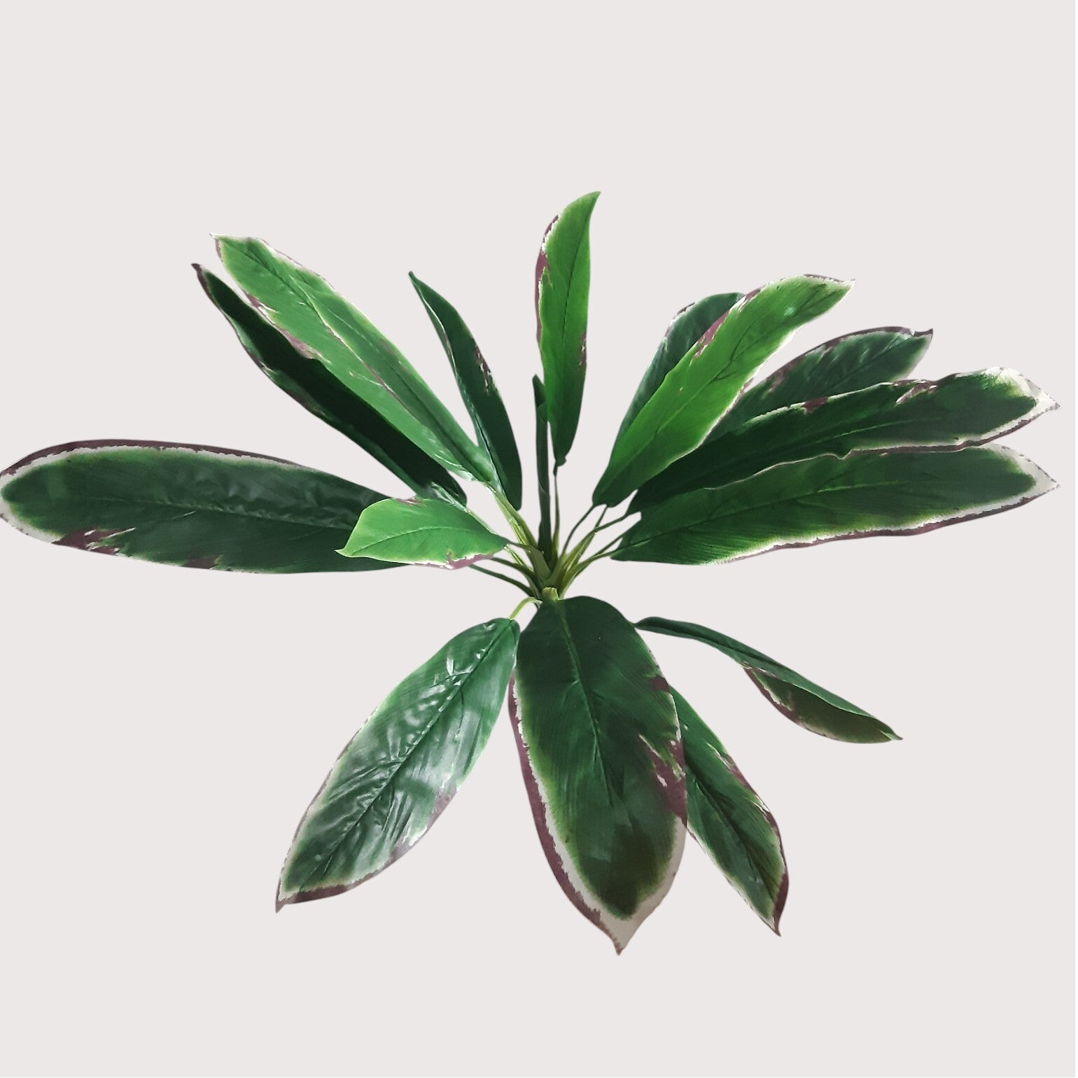 Aspidistra krzak dekoracyjny, 74 cm, kod: 1411906