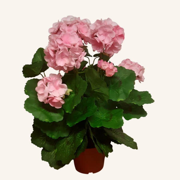 Pelargonia w doniczce 35 cm | doniczka 10 cm, Pink, kod: 534D