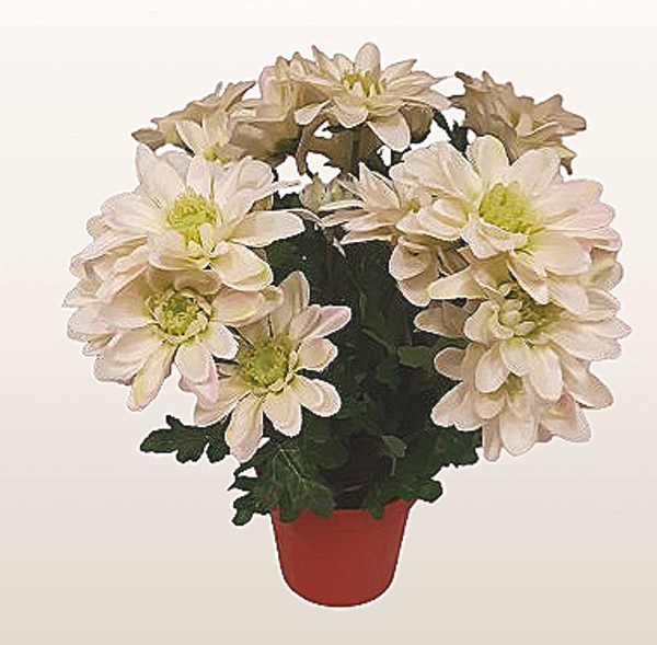 Chryzantema w doniczce – 28 cm biała