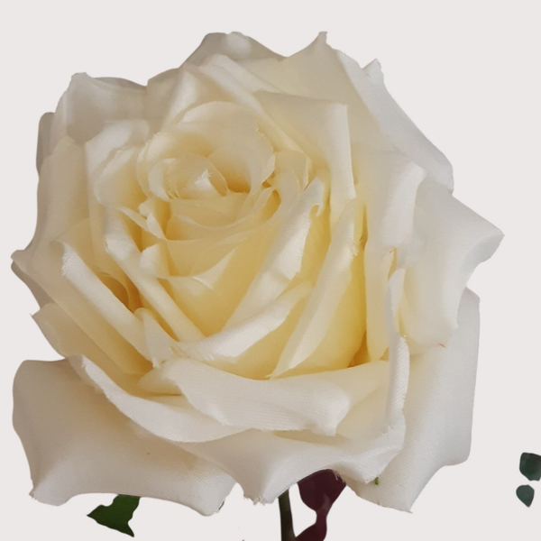 Róża, 70 cm, kod: 48315