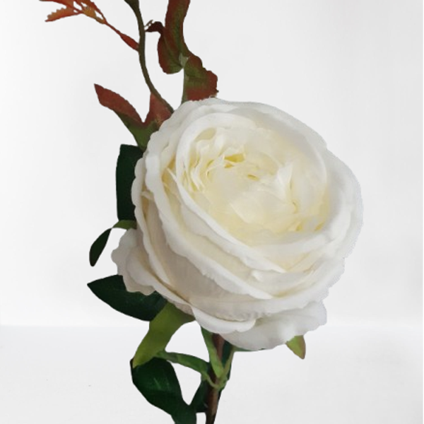 Róża Tina – 68 cm, biały,  kod: 227