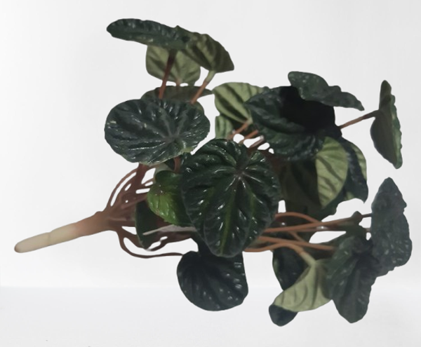 Peperomia – krzaczek dekoracyjny, 25 cm, kod: 152