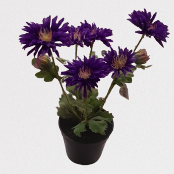 Gerbera 31 cm, fiolet, kod: 726,