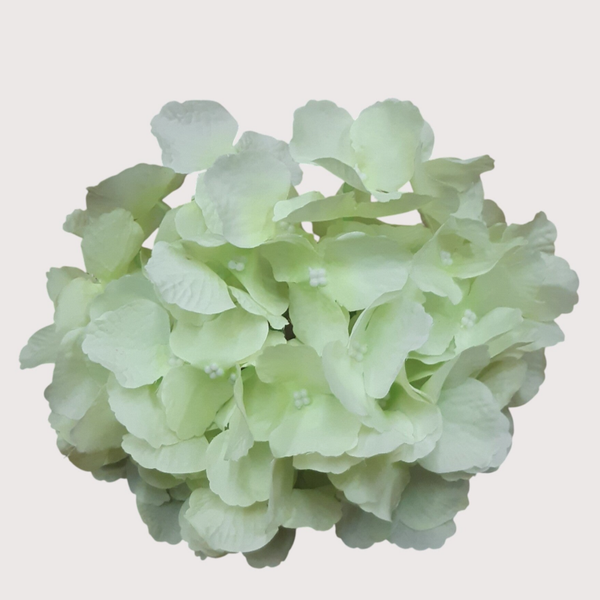 Hortensja wyrobowa, 20 cm, biało-zielony, kod: 11171