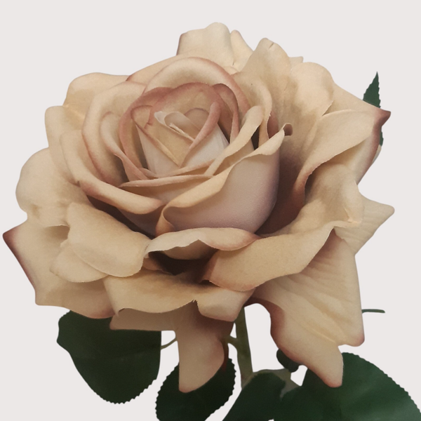 Róża welur, 75 cm, herbaciana, kod: 3809