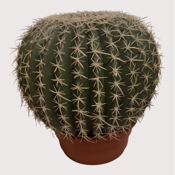 Kaktus kula w doniczce – 30 cm
