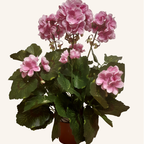 Pelargonia w doniczce 35 cm | doniczka 10 cm, Violet, kod: 534D