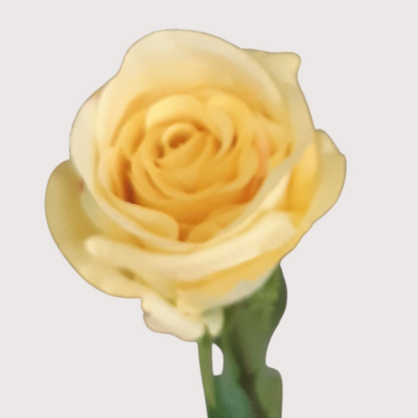 Róża, 75 cm,  w celofanie, żółty, kod: 264060,