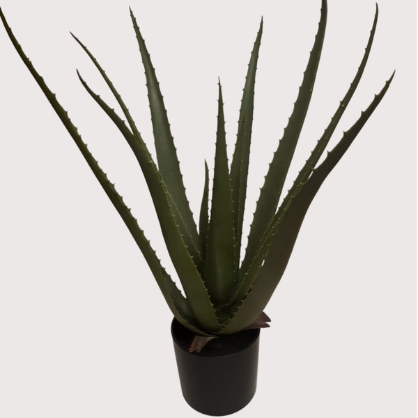 Aloes w doniczce – 55 cm, kod: 3542