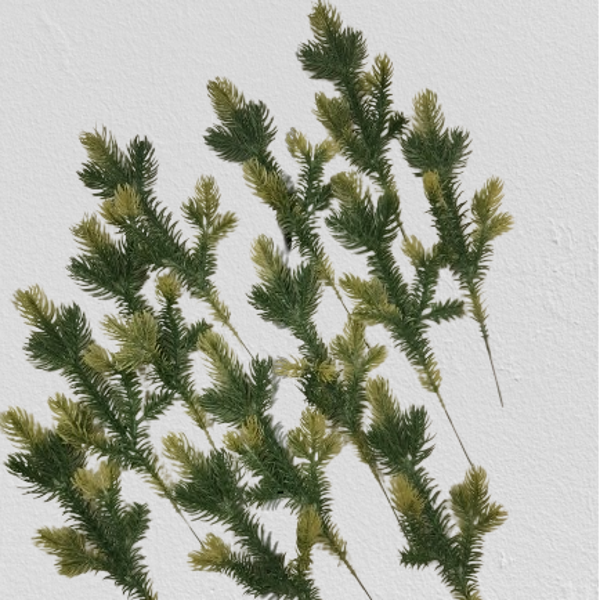Gałązki choinkowe 25 cm, 12 sztuk,  kod 17636