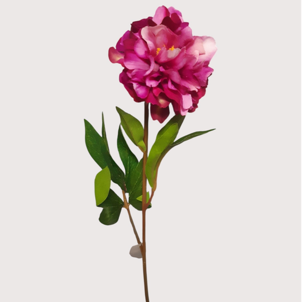 Peonia mała – 40 cm, biskupi, kod: 1100529,