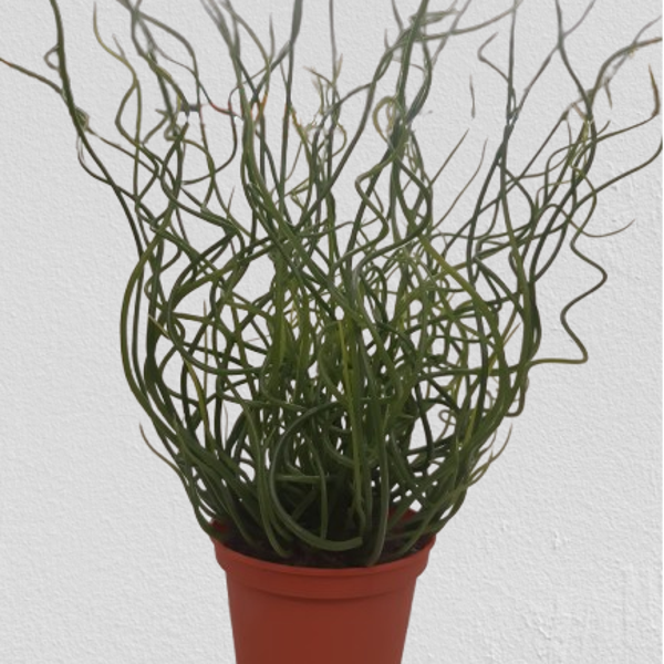 Sitowie 30 cm, kod: 9021