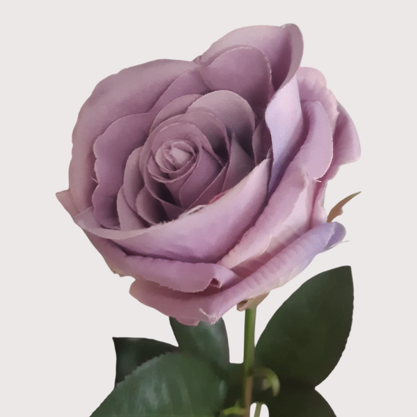 Róża, 75 cm w celofanie, fiolet, kod: 264060,