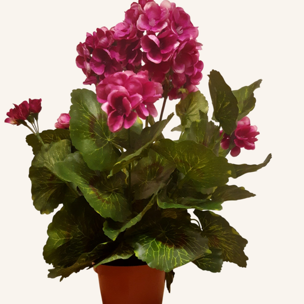 Pelargonia w doniczce 35 cm | doniczka 10 cm, Beauty, kod: 534D