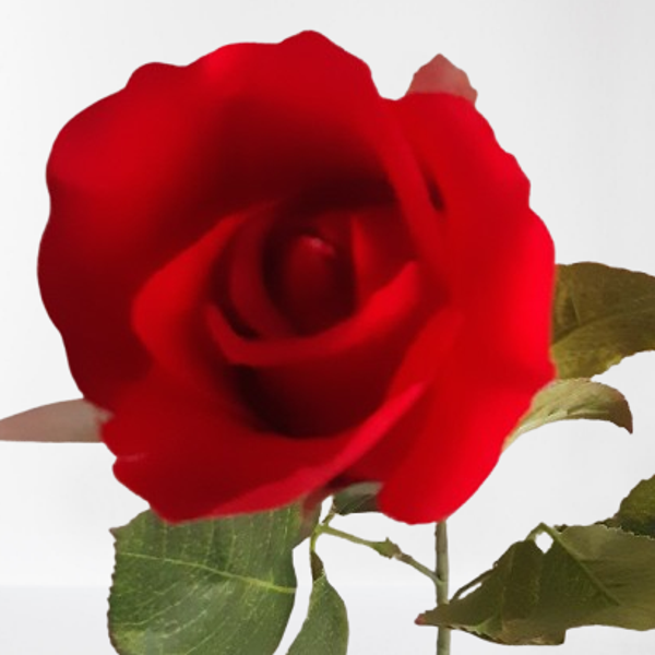 Róża – gałązka, 65 cm, czerwony, kod: 49594960