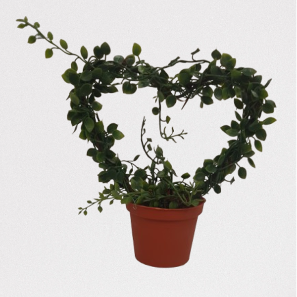 Callisia 20 cm / ring, serce kod: 5801