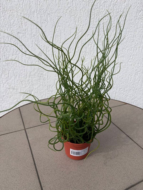 Sitowie w doniczce 39 cm.Kod 9021