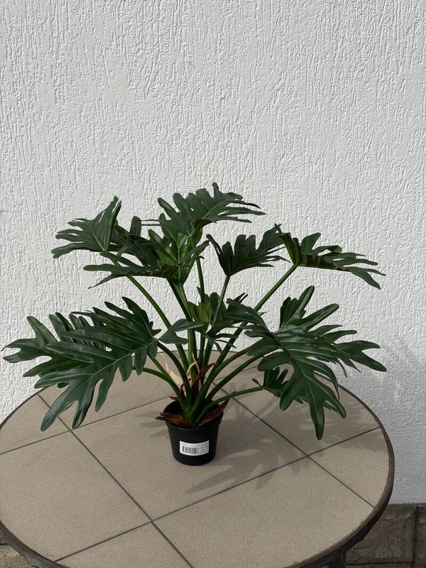 Philodendron Selloum 43 cm. Kod 5717