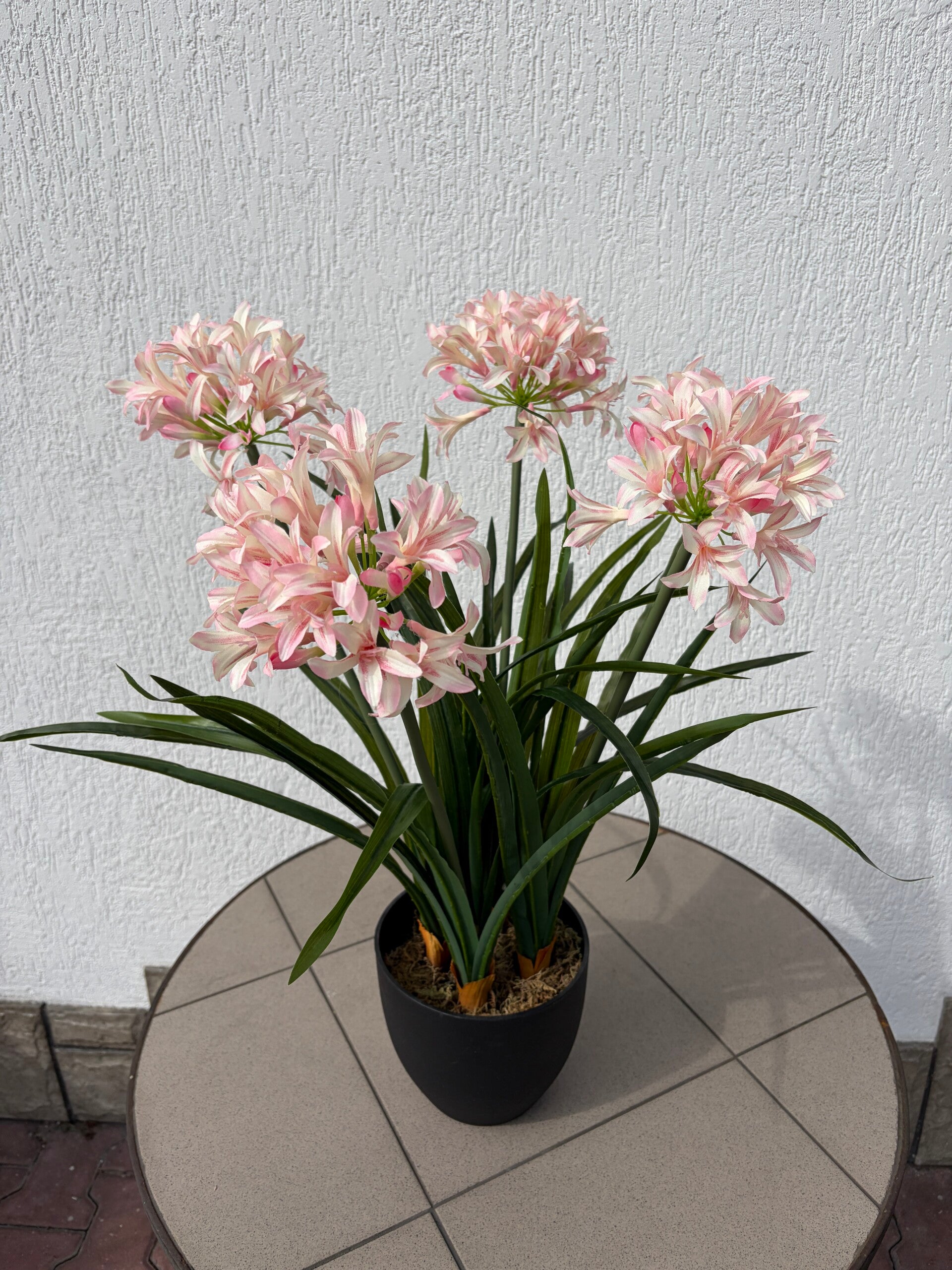 Allium - czosnek kwitnący wys. 68 cm. Kod 8053