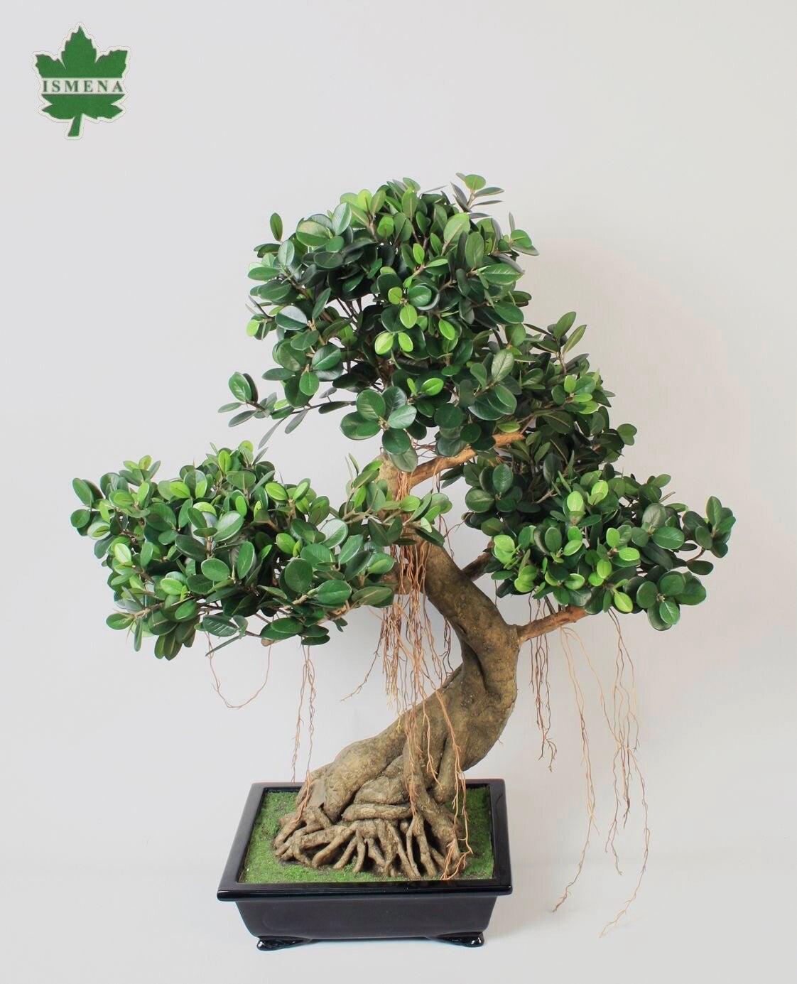 Bonsai Fikus Panda 78 cm. Kod 95090