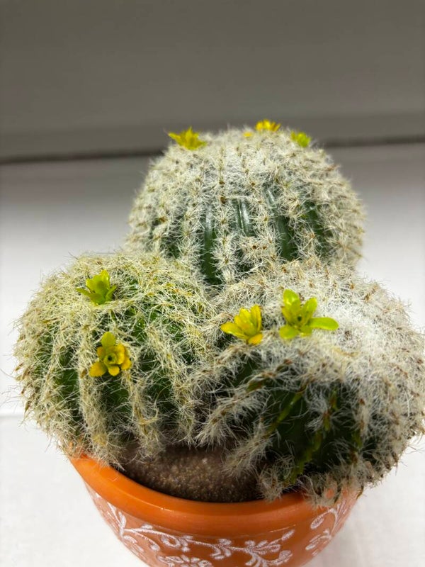 Kaktus w doniczce – 18 cm, kod: 1452400