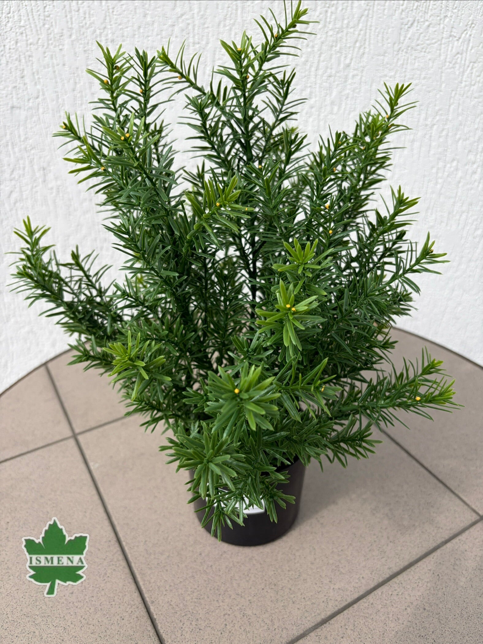 Cis dekoracyjny w doniczce 42 cm, kod 5755