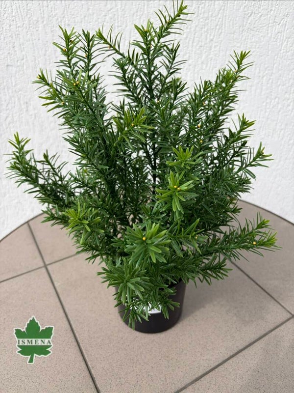 Cis dekoracyjny w doniczce 42 cm, kod 5755