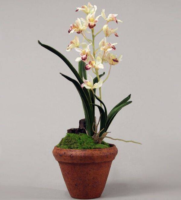 Storczyk Cymbidium, 30 cm kod: 9381