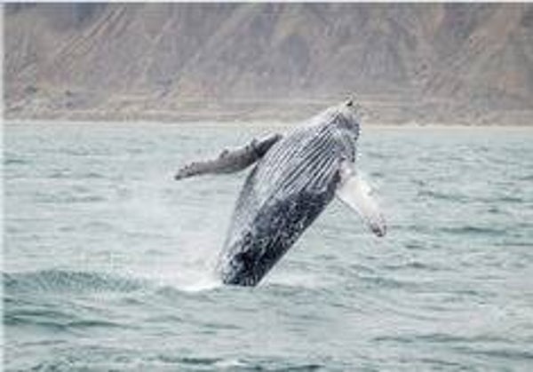 FULL DAY AVISTAMIENTO DE BALLENAS+NADO CON TORTUGAS EN MANCORA