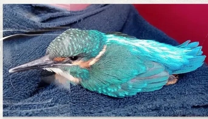 Vogelvriendelijke Tuin Checklist - zorg voor vogels, het hele jaar door