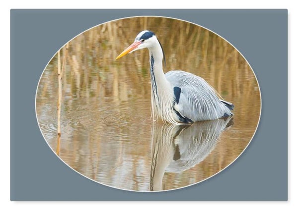 Dierenkaart 38