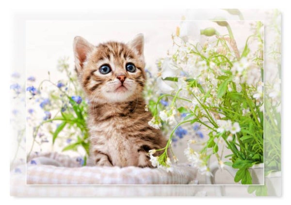 Dieren 31