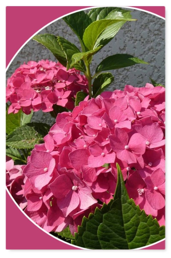 Bloemen 30