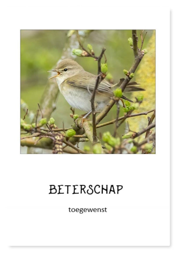 Beterschap 46