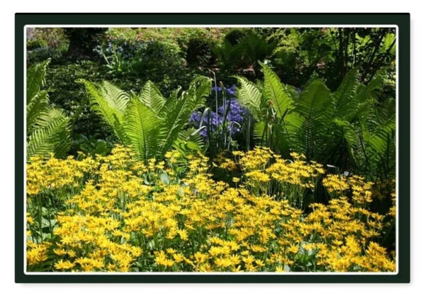 Bloemen 25