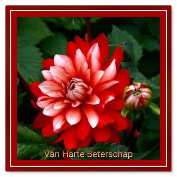Beterschap 44