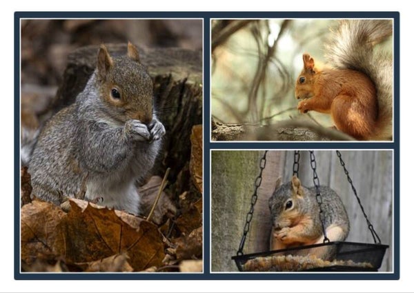 Dieren 22