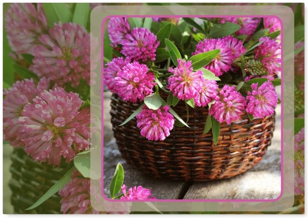 Bloemen 16