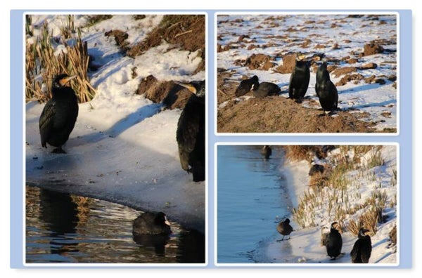 Dieren 34