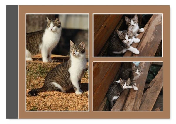 Dieren 22