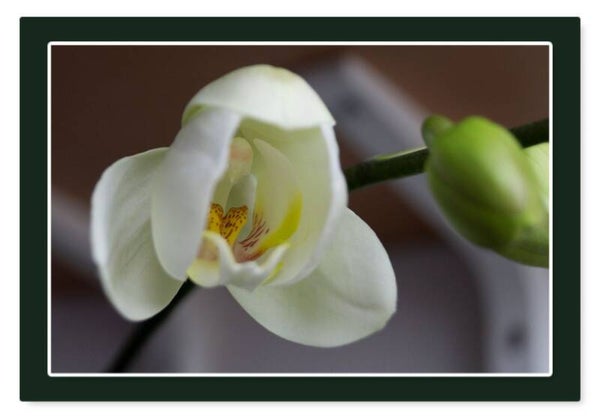 Bloemen 27
